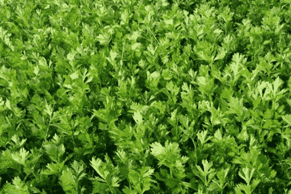 芹菜高产的种植方法(芹菜高产的种植方法有哪些)